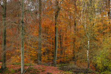 Mixed woodland in autumn