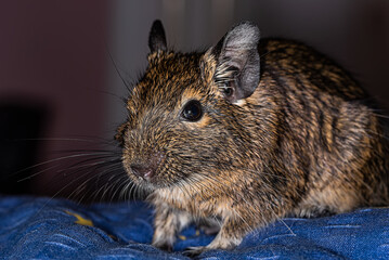 Little cute gray mouse Degu close-up. Exotic animal for domestic life. The common degu is a small hystricomorpha rodent endemic from Chile.
