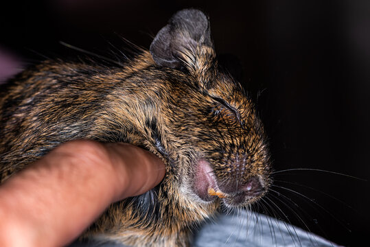 A man petting Fluffy pet rodent Chilean degu squirrel