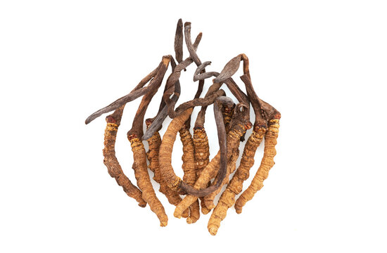 Chong cao or Cordyceps sinensis isolated on white background with clipping path.top view,flat lay.