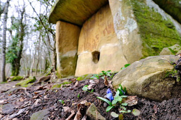 View of dolmen and alpine squill in Pshada river valley on winter day. Krasnodar Krai, Russia.