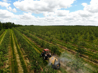 Fototapeta na wymiar A red tractor sprays pesticides in an Apple orchard. Spraying an apple tree with a tractor