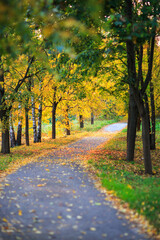 Naklejka premium an alley of yellow trees in autumn and a road