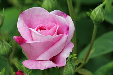 Pink rose flower in close up