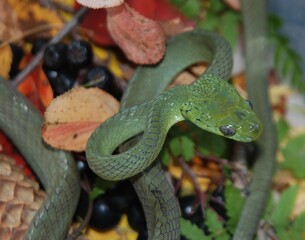 green lizard on a branch