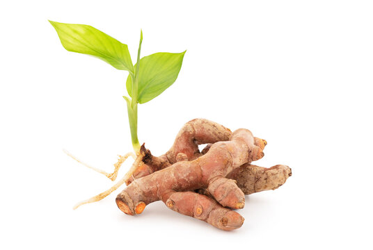 Turmeric rhizome and green leaves isolated on white background with clipping path.