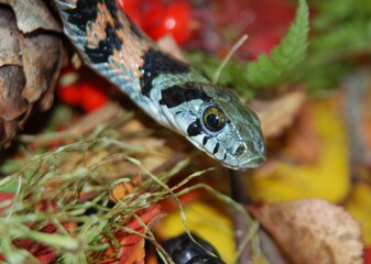snake in the garden