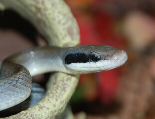 close up of a snake