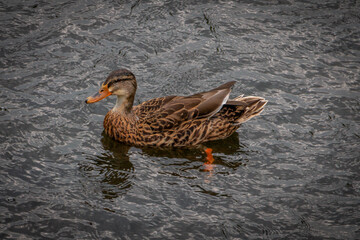 Female brown duck in the flowing water of the river 'the Berkel' close to the town of Eibergen, the Netherlands
