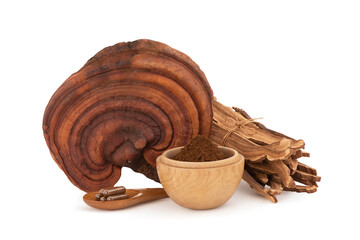 Reishi , lingzhi or Ganoderma lucidum mushroom isolated on white background with clipping path.