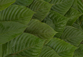 Fototapeta premium Pattern and surface with back kraton or mitragyna speciosa leaves background.