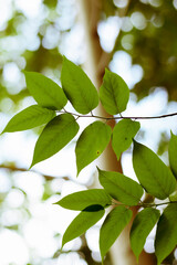 green leaves background