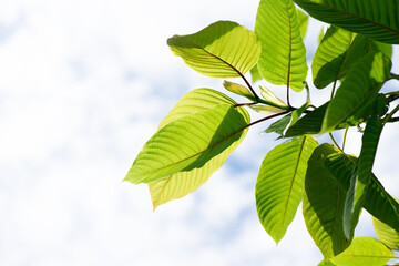 Kratom or Mitragyna speciosa branch green leaves on natural background.