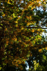 Amazing pine leaves in green and golden colors in fall season.