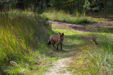 Fox on a forest meadow in a natural environment