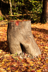 Closeup of a tree stump in shorts shape with a Japanese maple red leaf like a buckle.
