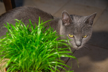Portrait of a cute domestic cat, grey Russian Blue breed female with greenish eyes, green cat grass in a pot.