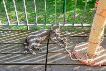 Portrait of a cute domestic cat, grey Russian Blue breed female with greenish eyes, closeup, details, having sunshine at home balcony outdoor with an old scratching post.