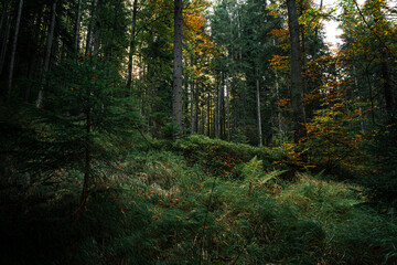 Kleiner Arbersee Bayerischer Wald