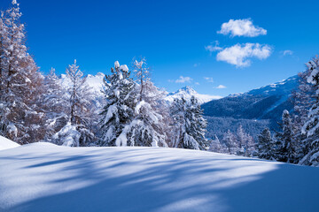 Snowy alpine forest landscape in winter, Celerina, Maloja, Graubunden, Switzerland