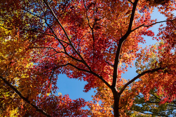 Vibrant colorful Japanese maple trees in autumn season, blue sky.