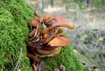 Grzyb na mchu  © Klara