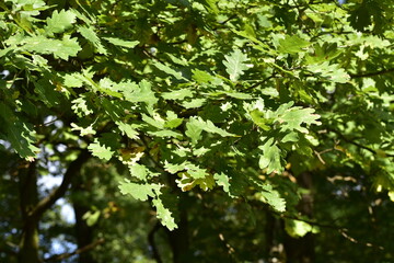 The maple tree (Acer platanoides)