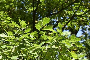 The maple tree (Acer platanoides)