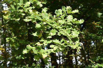 The maple tree (Acer platanoides)