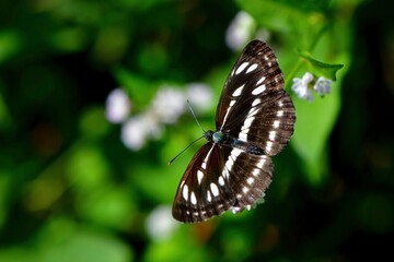 秋のチョウ　コミスジ