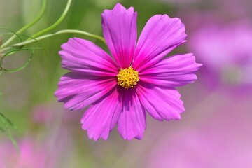 Obraz premium 秋の花 コスモス