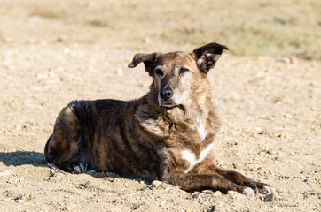 Dog on the Beach of Privlaka