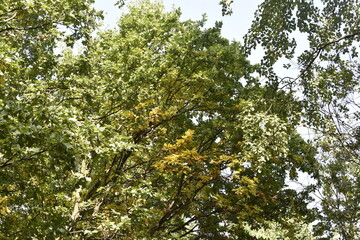 the crown of trees in the city park