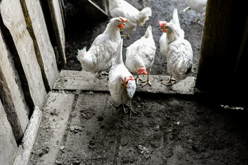 White chickens in the yard. Poultry farming. Chickens in the village stand at the entrance to the chicken coop.