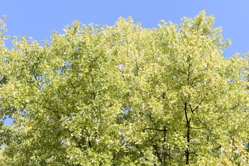 the crown of trees in the city park