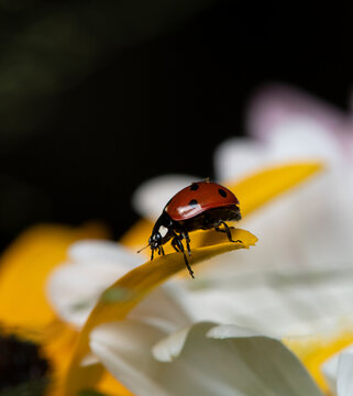 Close-up of a ladybird on a flower petal, Lithuania