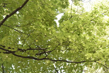 the crown of trees in the city park