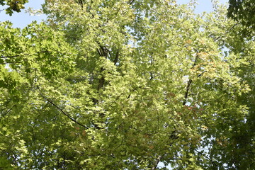 the crown of trees in the city park