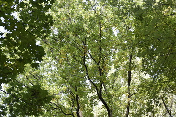 the crown of trees in the city park