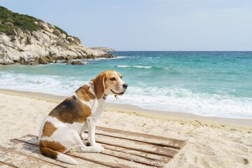 Cute tree color beagle dog sitting on the sea shore. Blue sea and blue sky. High quality photo