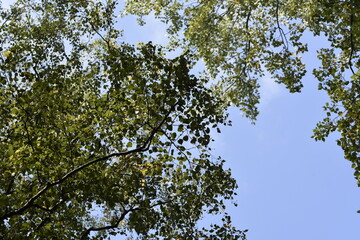 the crown of trees in the city park