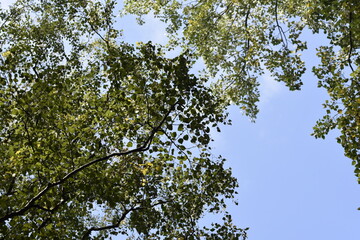 the crown of trees in the city park