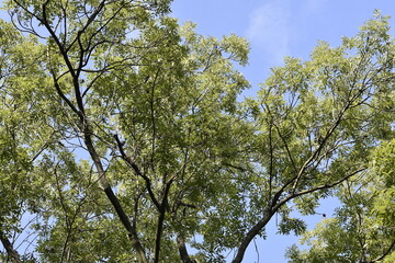 the crown of trees in the city park