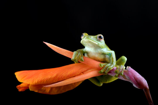 Malayan tree frog sitting on a flower, Indonesia