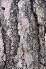 tree bark - wood texture, background