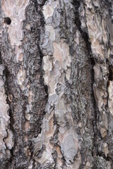 tree bark - wood texture, background