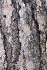 tree bark - wood texture, background