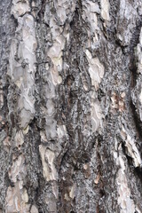 tree bark - wood texture, background