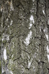 tree bark - wood texture, background