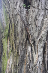 tree bark - wood texture, background